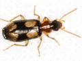 Dromius quadrimaculatus